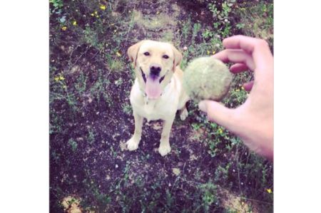 Spielerfrau auf den Hund gekommen