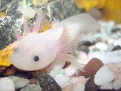 Axolotl- Ein ungewöhnliches Haustier