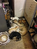 6 Chihuahua-Welpen neben dem heißen Ofen